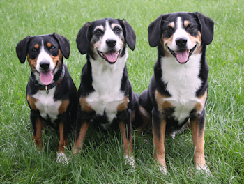 from left to right- Jaylah, Kai and Data 