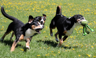 Data, Jaylah and Kai  playing chase