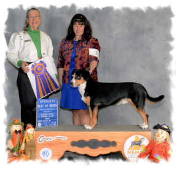 Entlebucher Data- National Specialty win photo