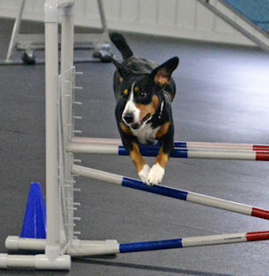 Entlebucher Jaylah jumping