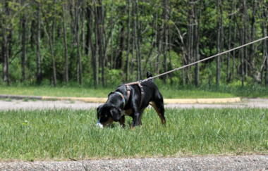 Jaylah learning tracking