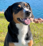 picture of Entlebucher Risa