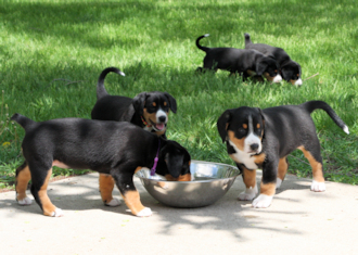A Liter entlebucher puppies in yard