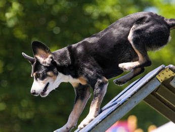 Bayla flying over the A-Frame