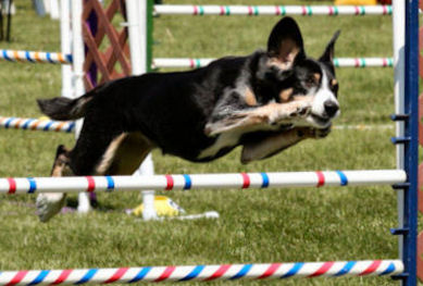 Bayla agility jump