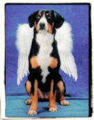 a picture of Bayla wearing angel wings