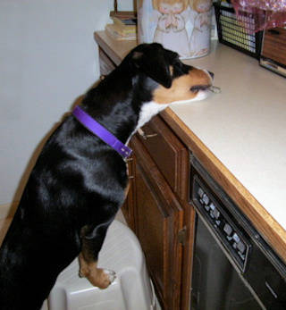Bayla stealing treat off counter