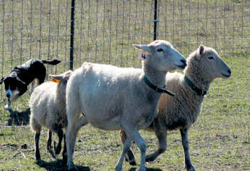 Bayla herding sheep