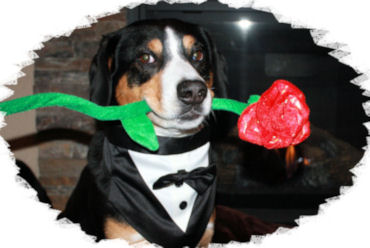 Entlebucher Data wearing a tux carrying a rose