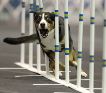 Entlebucher Data weaving