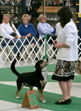 Data earned a Herding Group  3 placement May 21st 2017