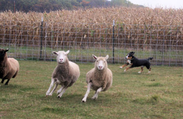 Entlebucher Mountain Dog, Data at herding instinct test