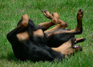 Dax being joyful and break dancing in the yard