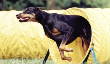 Dax intensely running out of yellow agility tunnel