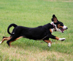 Kai in a frenzied running session