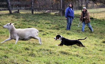 Kai first time herding sheep