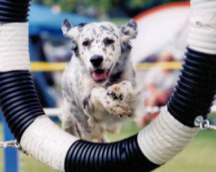 English Setter Mutley jumping thru a tire