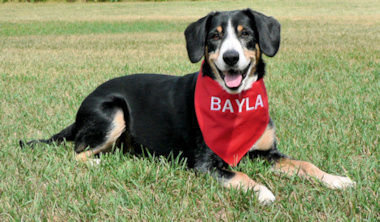Bayla posing wearing her TDI bandana