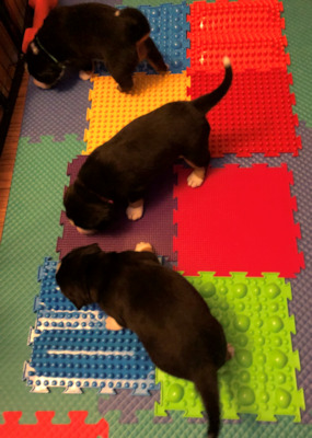 puppies learning about textures