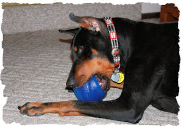 Ryka chewing on an Everlasting treat ball