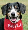 picture of Entlebucher Bayla