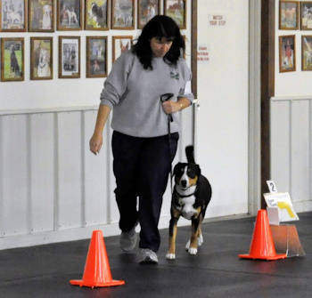 Data & I doing rally obedience