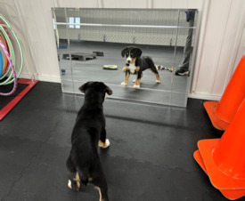 puppy sees self in mirror