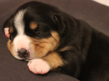 Singleton- baby Entlebucher Duncan