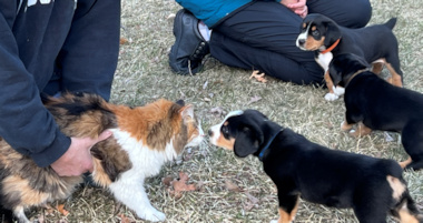 meeting a kitty