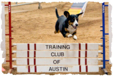 Kai taking a panel jump at the Capitol Dog Training Club of Austin TX trial