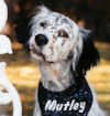 Mutley our field English Setter
