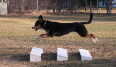 Data practicing formal obedience broad jump exercise