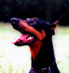 Raven our first Doberman